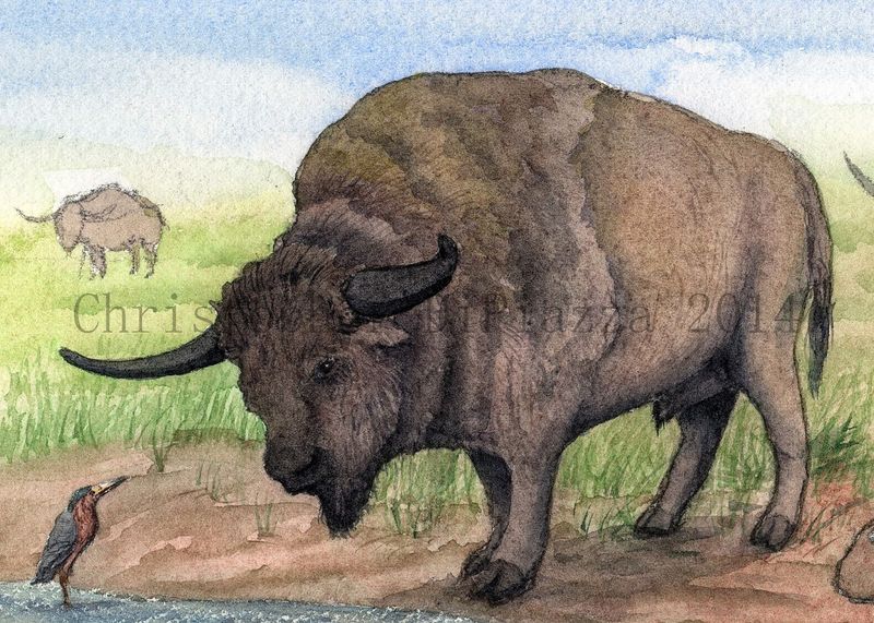 Brawny Bison To Compact Cattle