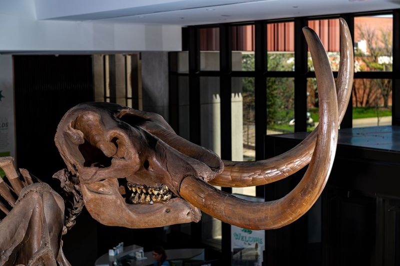 Towering Mastodons Created Forest Clearings