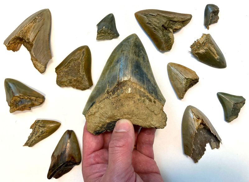 Dominated Oceans For Millions Of Years