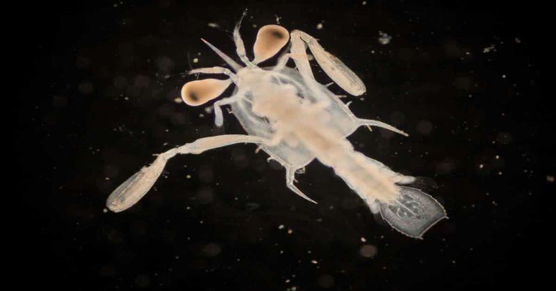 Microscopic Youngsters