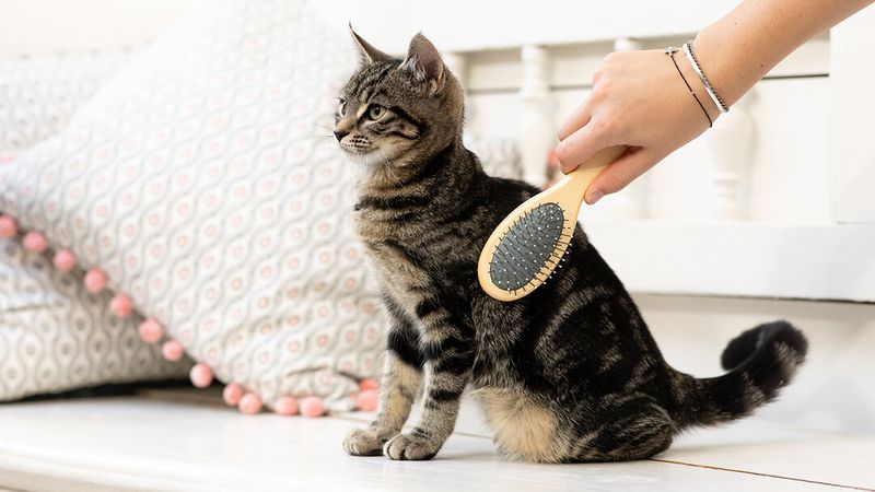 Establish A Grooming Routine Early