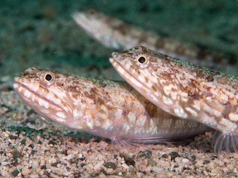 Unexpected Genetic Surprise For Scientists