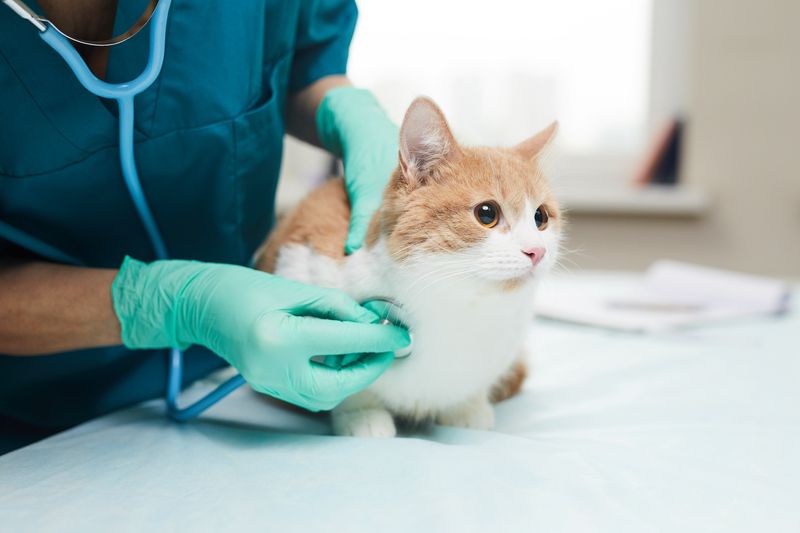 Schedule Regular Veterinary Check-ups