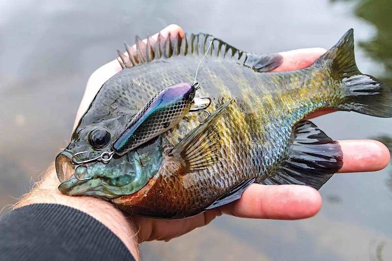 Try Live Cricket Bait