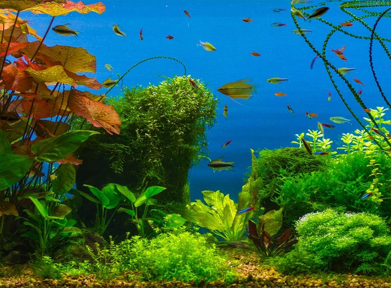 Cycle Your Tank First