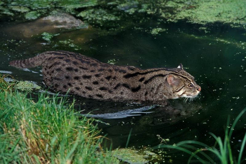 Water Wizard: The Fishing Cat