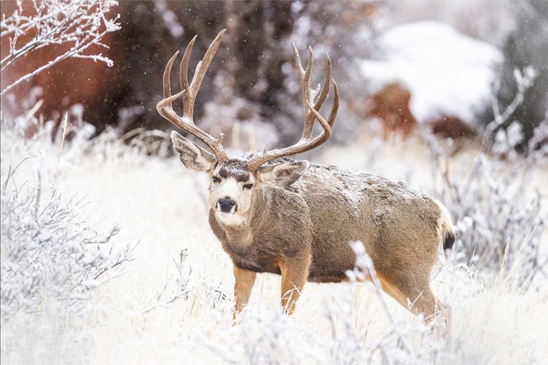 Teaming Up In Winter Herds