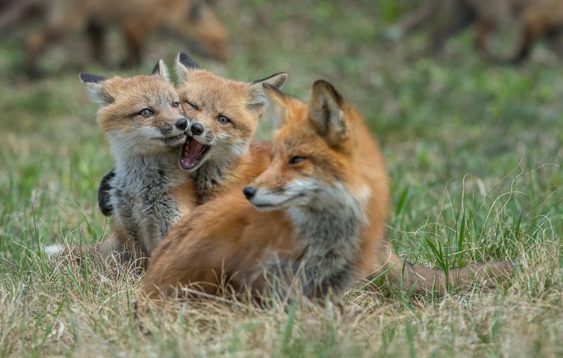 Learning To Hunt Through Observation