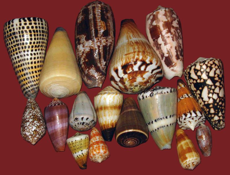 Beautiful but Deadly Variety