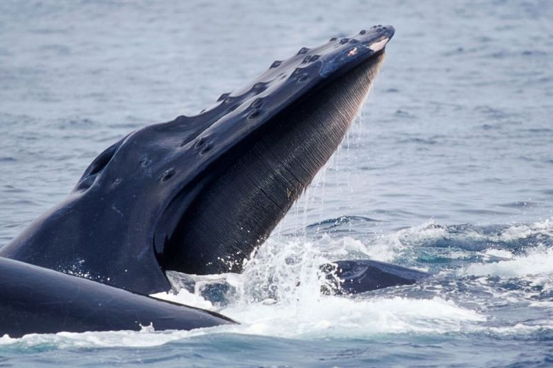 Krill's Many Admirers