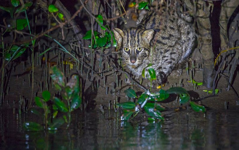 Swamp Survivors: Leopard Cats