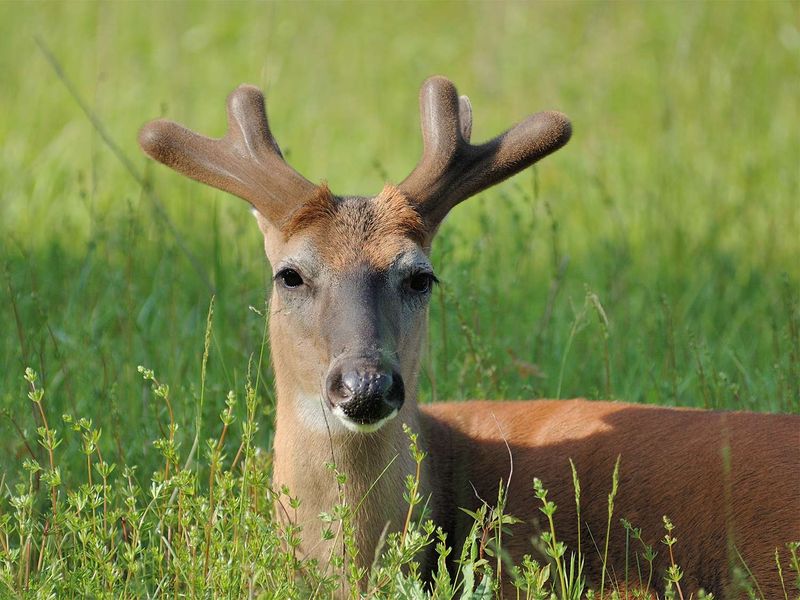 Antlers Are Bone, Not Horn