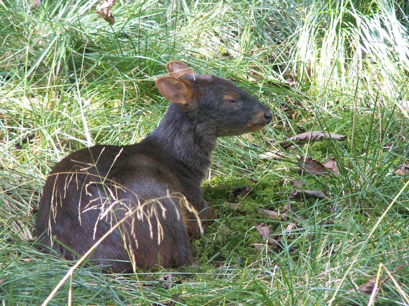 Shrinking Habitats Push Them Further Away