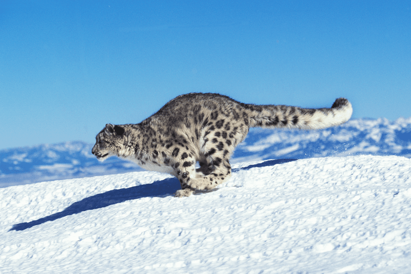 Tail Balancing Act