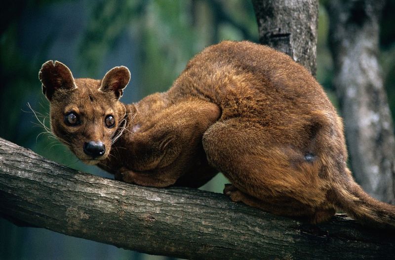 Lemur's Worst Nightmare