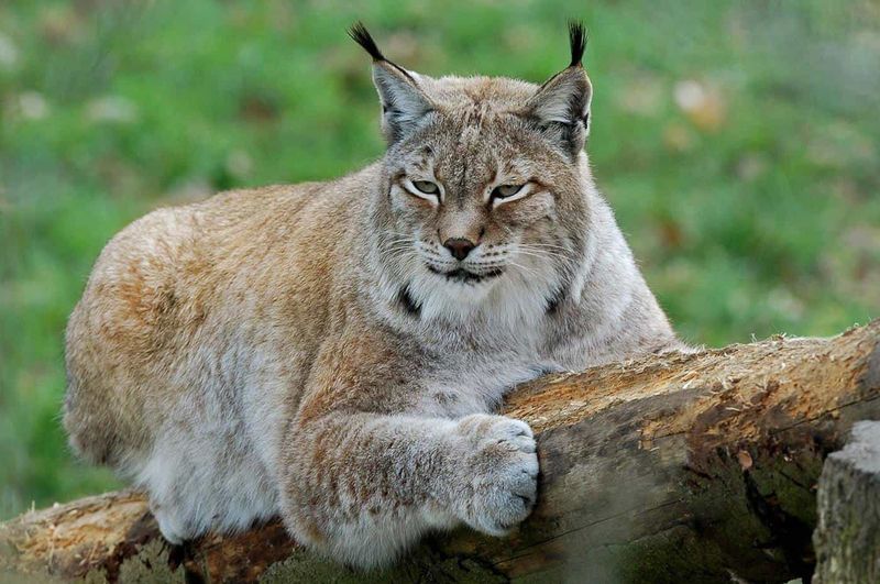 Ear Tufts That Serve A Purpose
