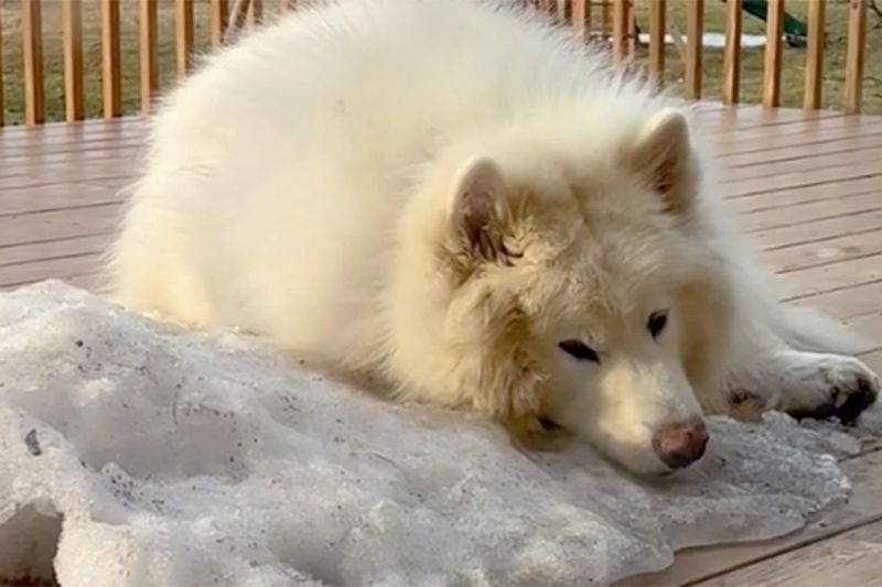 Alaskan Malamutes Melt In Mild Weather