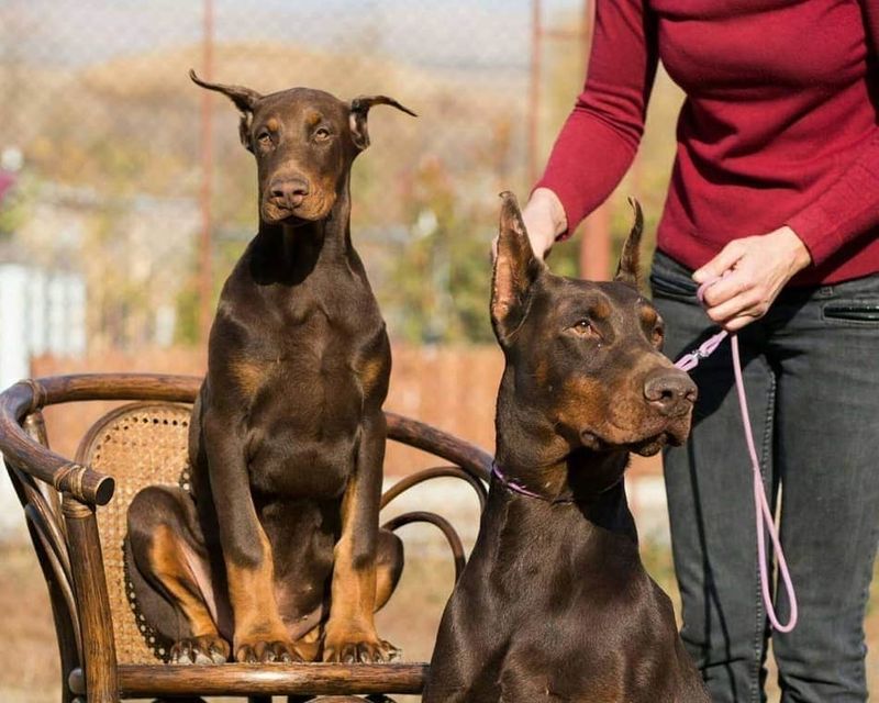 Doberman Pinschers