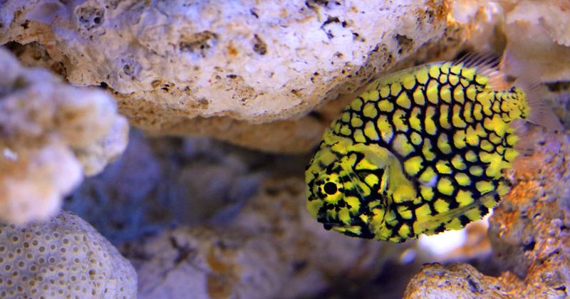Pineapple Fish: Tropical Illuminator