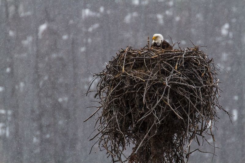 Nest Reuse Saves Energy