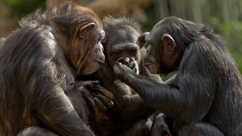 Capacity For Altruism