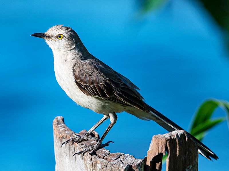 Facial Recognition Experts: Mockingbirds