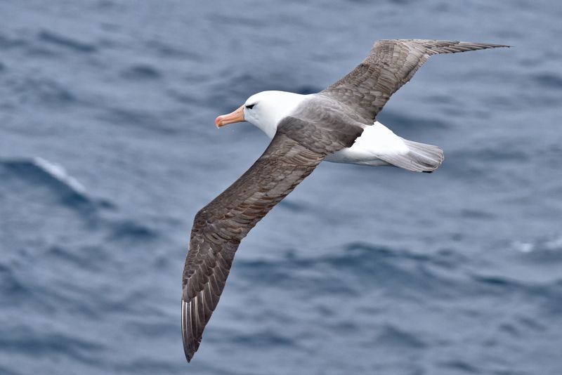 The Albatross's Incredible Migration
