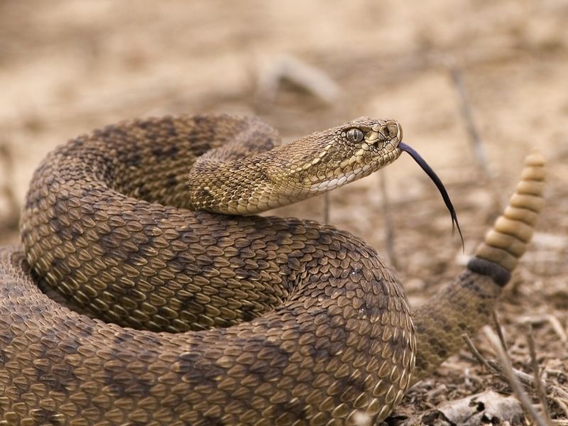 Species Identification Signal