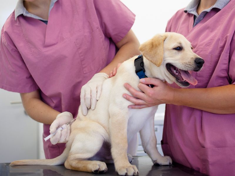 Skipped Vet Visits And Outdated Vaccinations