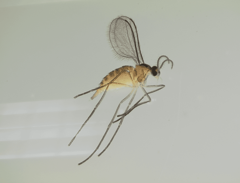 Gall Midge – Record Short Life For An Insect