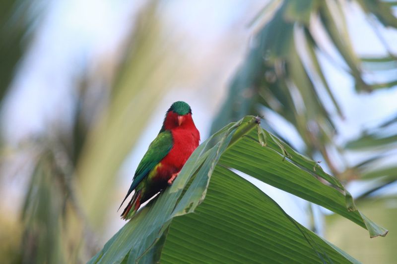 Rimatara Lorikeet