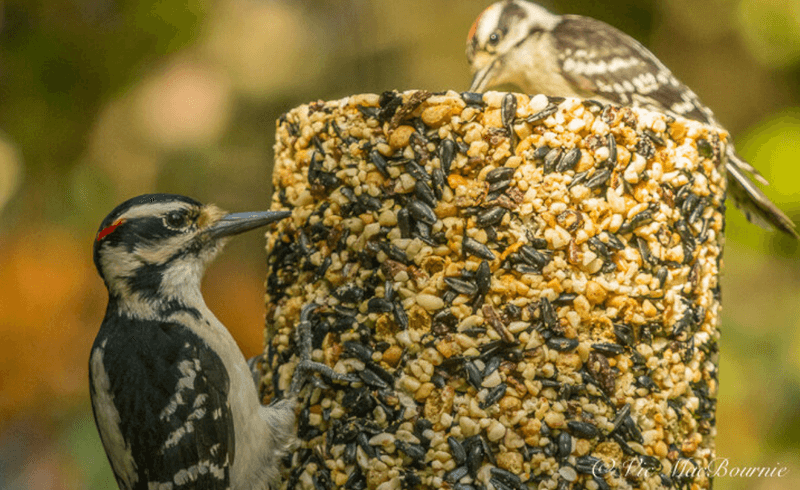 Mixed Seed Cylinder Feeders: Long-Lasting Bird Buffets