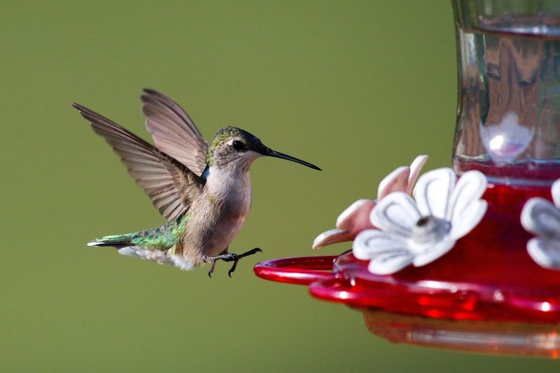 Hummingbird Nectar: The Sweet Treat For Hummingbirds