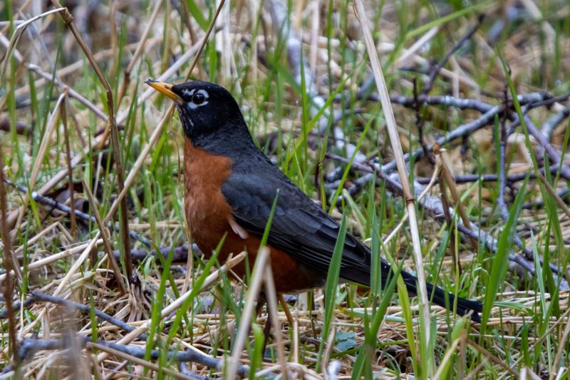 Native Plants Support Their Diet