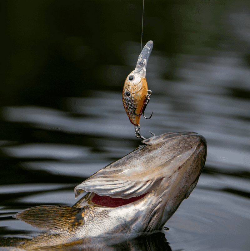 Artificial Crankbaits