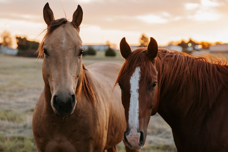 Horses Express Emotions Through Body Language