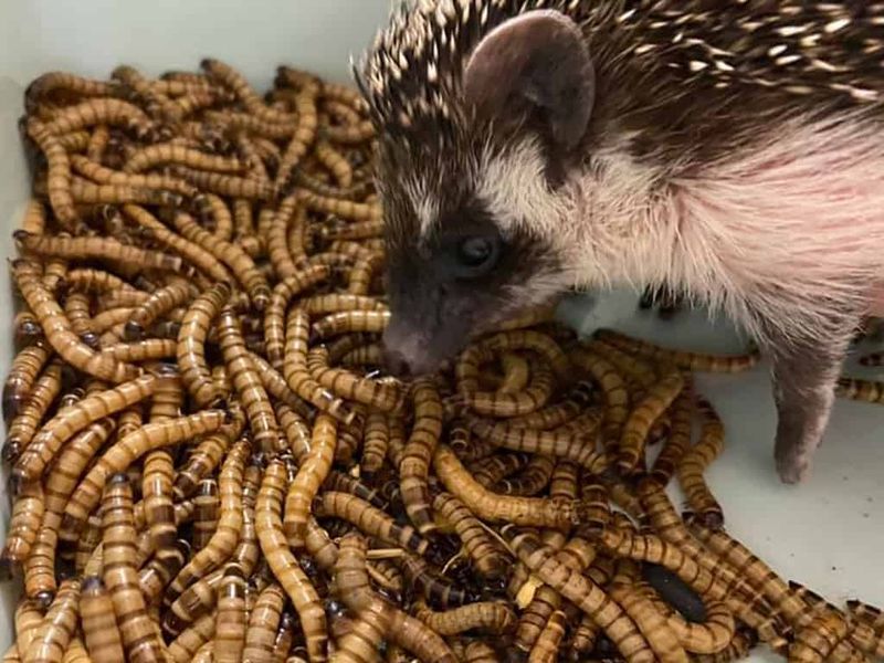 Crunchy Superworms