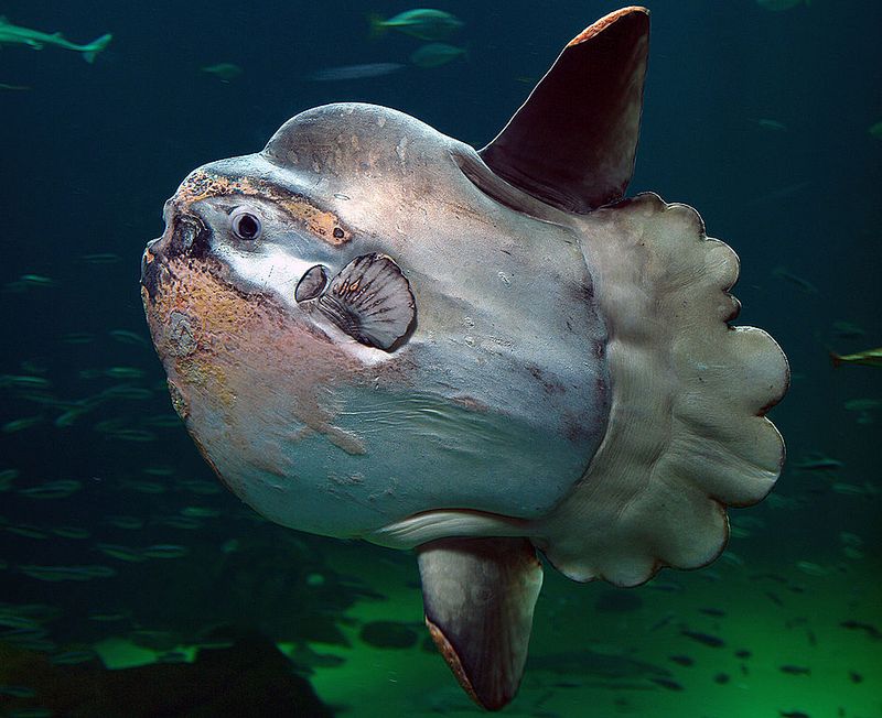 Could Other Aquariums Use This Approach?