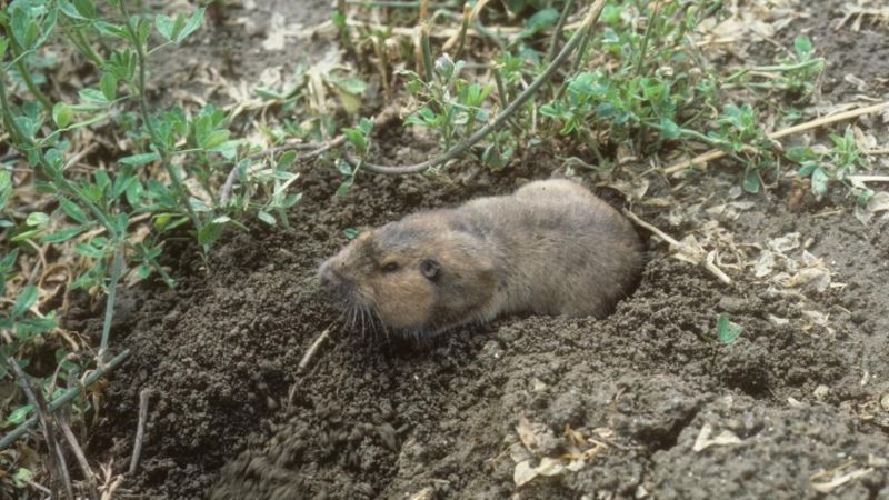 Soil Degradation Crisis
