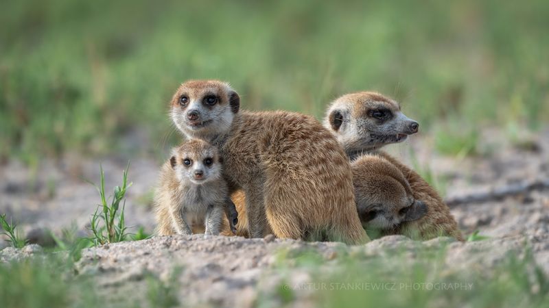 Cross-Species Street Smarts