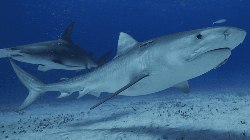 Mapping Volcanic Shark Territories