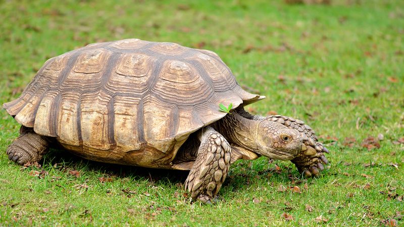 African Spurred Tortoises