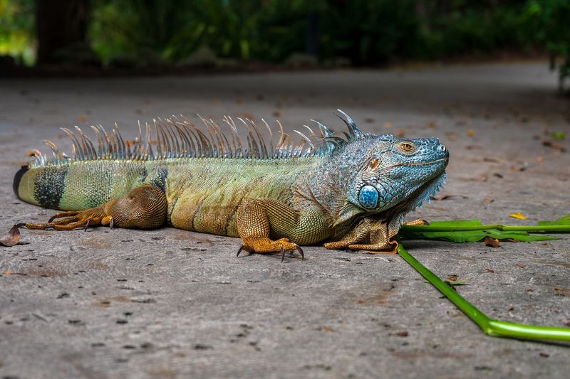 Green Iguanas