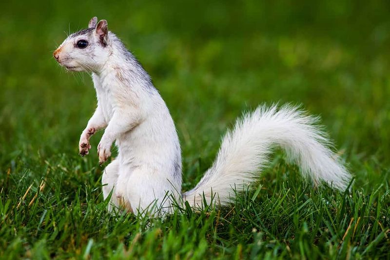 Squirrel Tail Flags