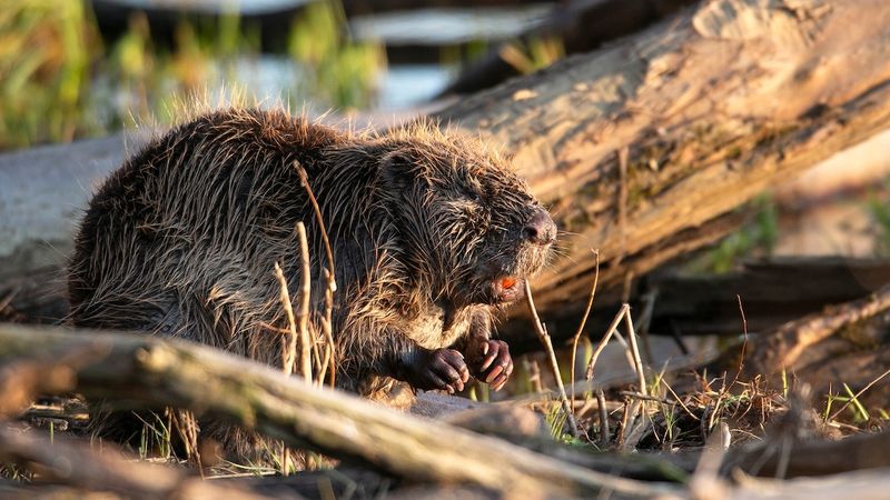 Beavers: The Construction-Teaching Family Units