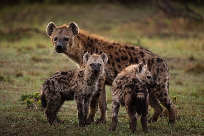 Hyenas