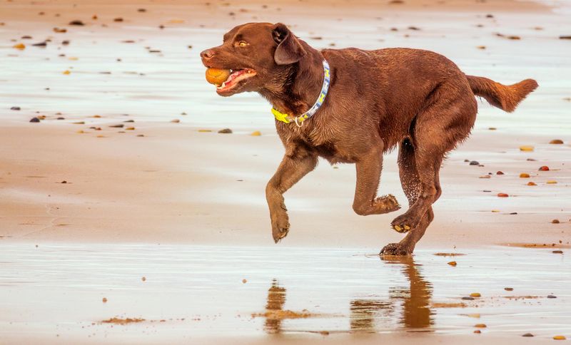 Chocolate Labrador Retriever