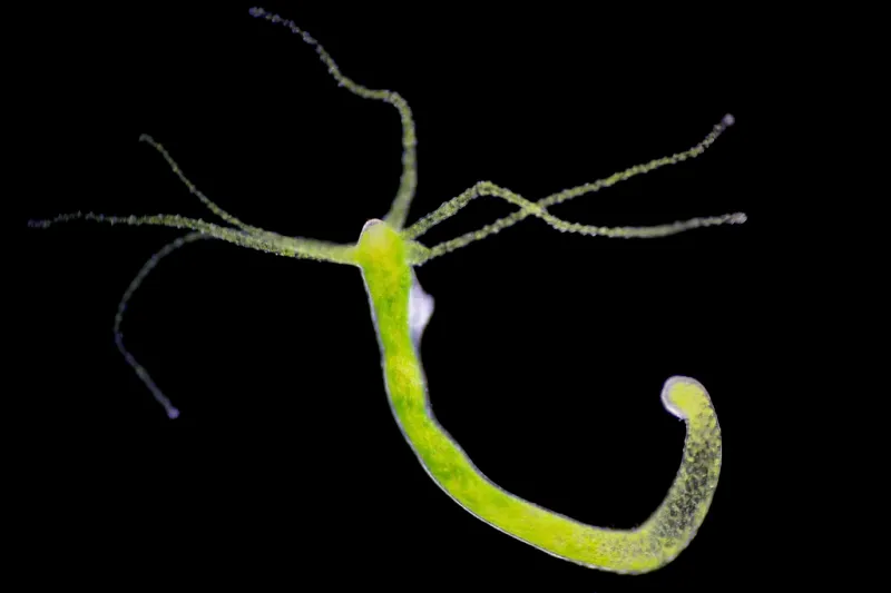 Hydra: The Tiny Freshwater Immortal