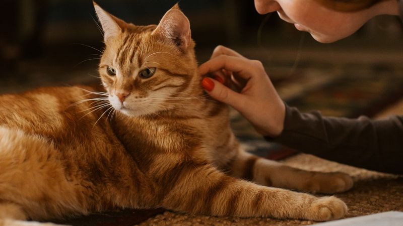 Check For Feline Experience