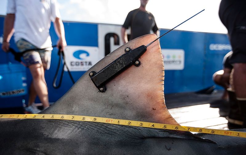 Tracking A Marine Giant's Journey